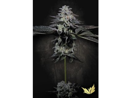 Tropicana Crush Paradise Seeds 2025 ezgif.com webp to jpg converter