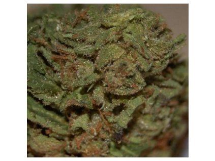Mr. Nice Seeds U2 - Early Queen x Haze AC regulérní
