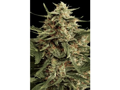 Paradise Seeds Automaria II feminizovaná autoflowering