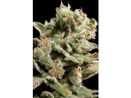 Paradise Seeds Dutch Dragon feminizovaná