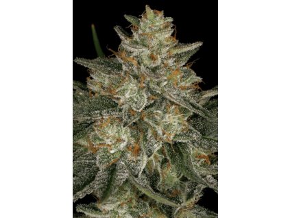 Paradise Seeds Dutch Kush feminizovaná