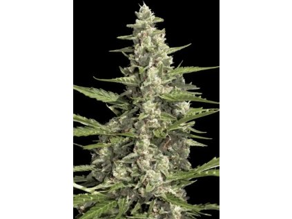 Paradise Seeds Pandora feminizovaná autoflowering