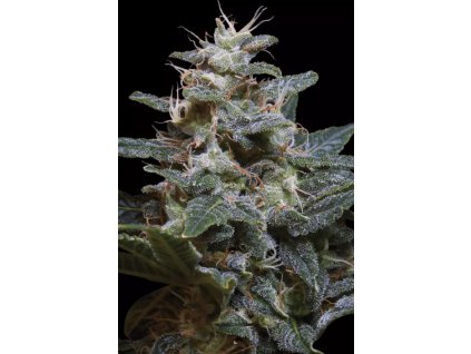 paradise seeds sweet purple