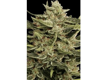 Paradise Seeds Vertigo feminizovaná autoflowering