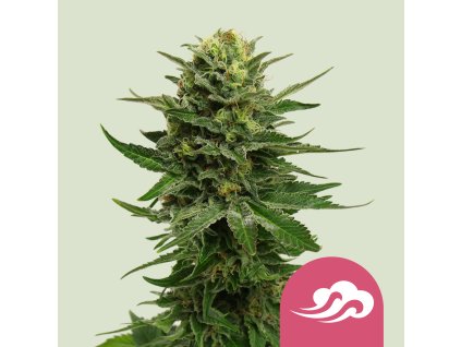 blue mystic