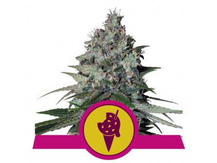 Royal Queen Seeds Cookies Gelato feminizovaná