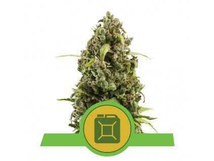 Royal Queen Seeds Diesel Automatic feminizovaná autoflowering