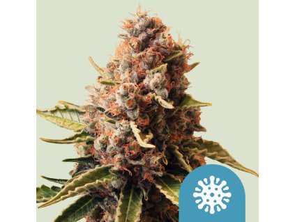 CBD Euphoria