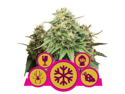 Royal Queen Seeds feminizovaná Mix feminizovaná
