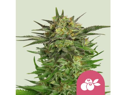 Haze berry fem