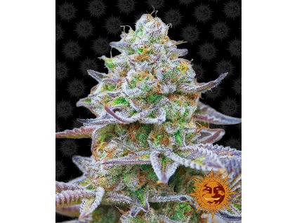 Barney´s Farm Gorilla Zkittlez feminizovaná