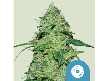 CBD Joannes