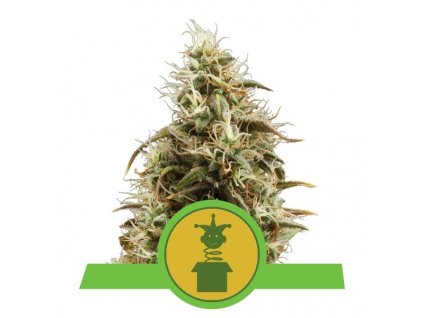 Royal Queen Seeds Royal Jack Automatic feminizovaná autoflowering