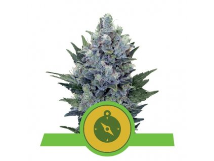 Royal Queen Seeds Northern Light Automatic feminizovaná autoflowering