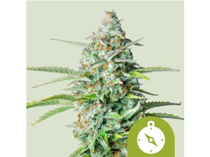 Auto Northern Light
