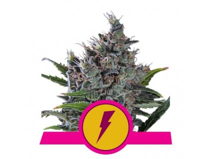 Royal Queen Seeds North Thunderfuck feminizovaná