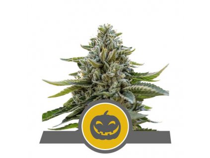 Royal Queen Seeds Pumpkin Kush regulérní