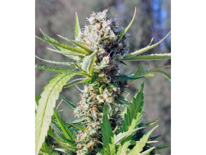 barneys farm little cheese auto feminized autoflowering