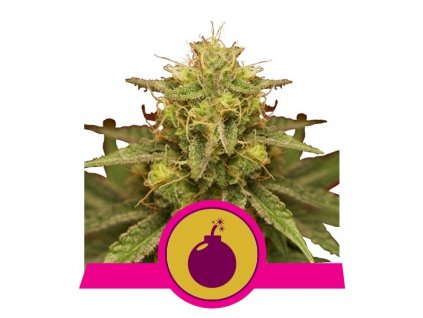 Royal Queen Seeds Royal Domina feminizovaná