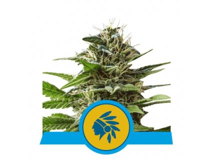 Royal Queen Seeds Tatanka Pure feminizovaná