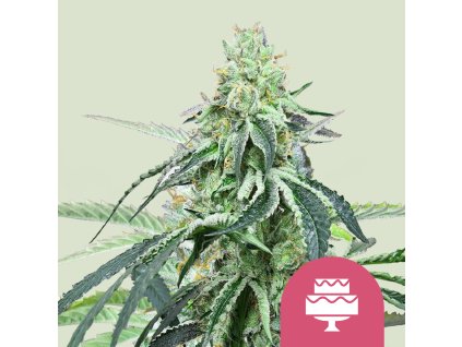 Wedding gelato fem