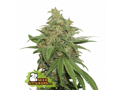 Seedstockers AK420 Auto feminizovaná autoflowering