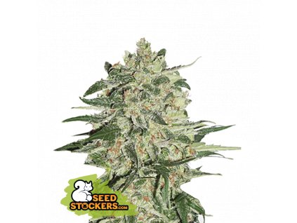 Seedstockers Big Bud feminizovaná
