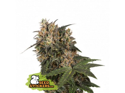 Seedstockers Blackberry Gum Velké balení feminizovaná