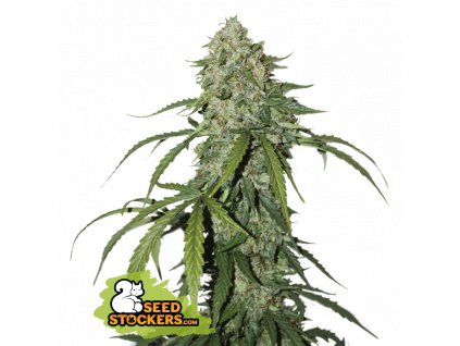 Seedstockers CBD 1/1 Silver Lime Haze Auto Velké balení feminizovaná autoflowering