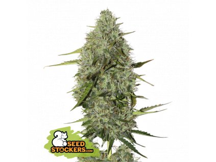 Seedstockers BCN Critical XXL Auto feminizovaná autoflowering