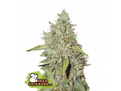 Seedstockers Northern Lights feminizovaná
