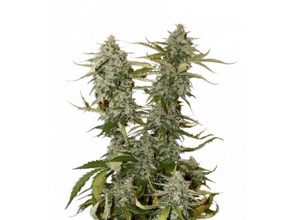 feminized og candy dawg kush