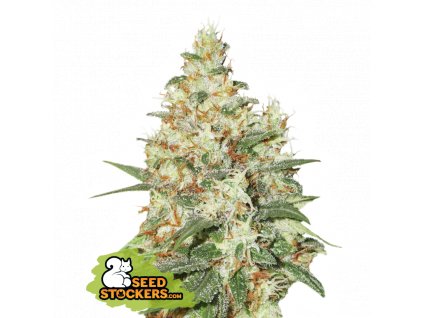 Seedstockers O.G Kush Auto Velké balení feminizovaná autoflowering