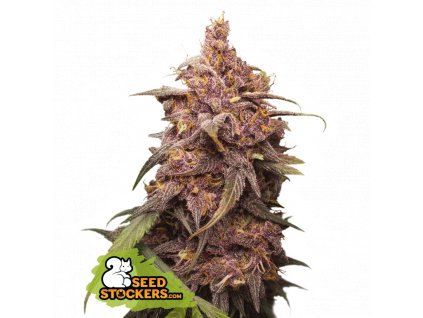 Seedstockers Purple Punch feminizovaná