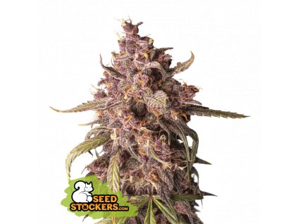 Seedstockers Purple Punch Auto feminizovaná autoflowering
