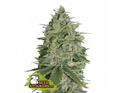 Seedstockers Super Skunk Auto Velké balení feminizovaná autoflowering