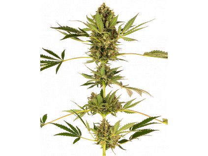 Sensi Seeds Sensi #49 CBD (Kush x Hindu Kush CBD) feminizovaná