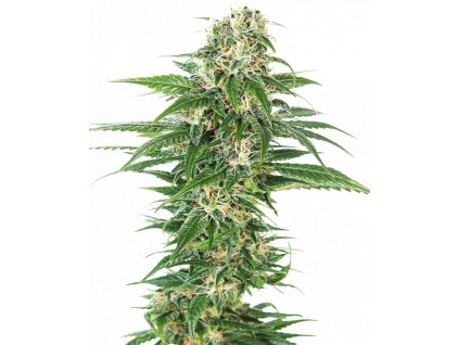 early skunk autoflowering xl Sensi Seeds Early Skunk Automatic feminizovaná autoflowering