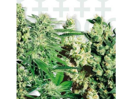Sensi Seeds Feminizovaný Mix, feminizovaná