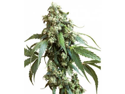 Sensi Seeds Jack Flash #5 feminizovaná