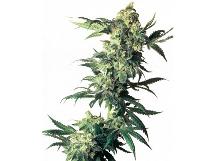 Sensi Seeds Northern Lights feminizovaná
