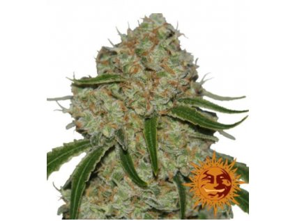 Barney´s Farm Phantom OG feminizovaná