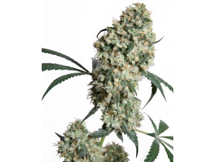 Sensi Seeds Ed Rosenthal Super Bud regulérní ed rosenthal super bud xl