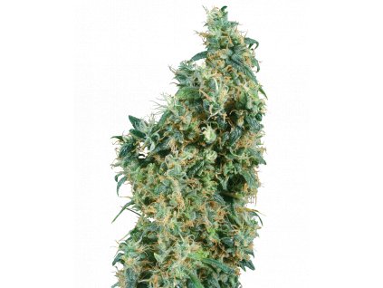 Sensi Seeds First Lady regulérní first lady xl