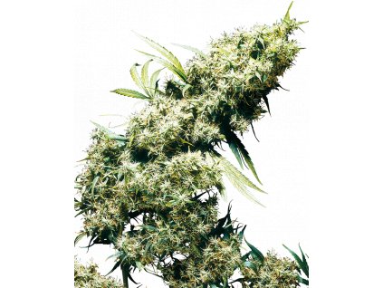 Sensi Seeds Jamaican Pearl regulérní