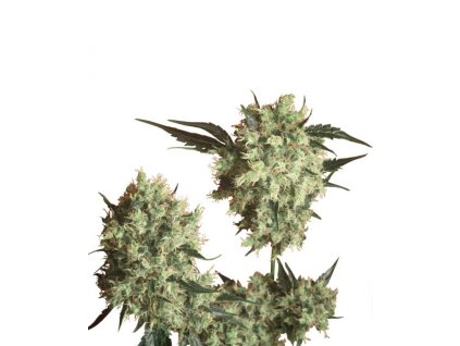 sensi seeds marleys collie