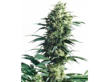 Sensi Seeds Mother´s Finest regulérní