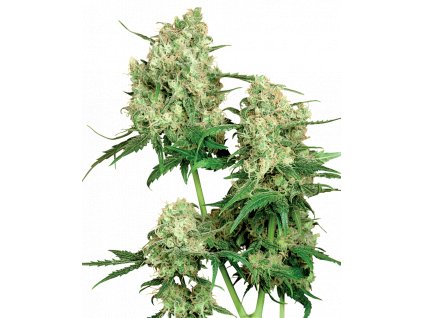 Sensi Seeds Maple Leaf Indica regulérní