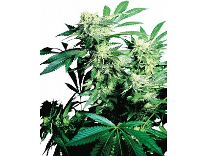 Sensi Seeds Skunk Kush regulérní