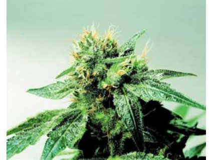 sensi seeds silver pearl regular